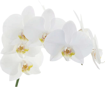 ./Uploads/c6f796ae12b4667f6aa0f3ed6d812456/381VWX/shapeimage_8.png